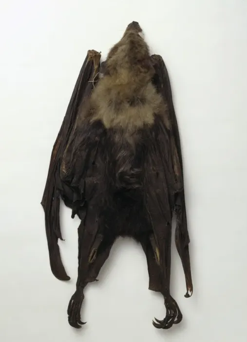 Gerahmter Druck : Pteropus loochoensis, Okinawan Flughund Gerahmter Druck : Pteropus loochoensis, Okinawan Flughund
