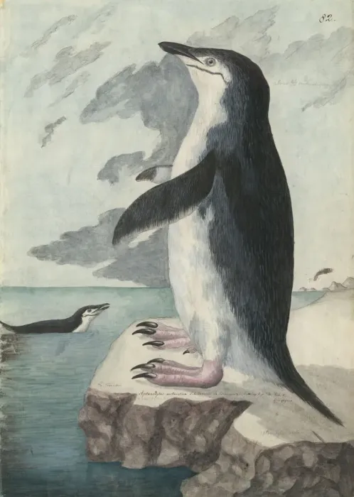 Gerahmter Druck : Chinstrappentau (Pygoscelis antarcticus) Gerahmter Druck : Chinstrappentau (Pygoscelis antarcticus)