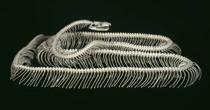 Gerahmter Druck : Tigerpython, Pythonmolurus Gerahmter Druck : Tigerpython, Pythonmolurus