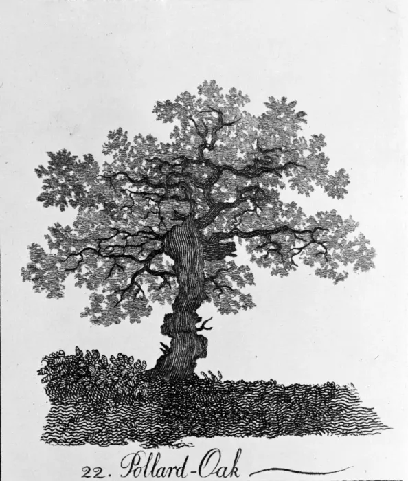 Gerahmter Druck : Weißer Ahorn (Pollard-Eiche)