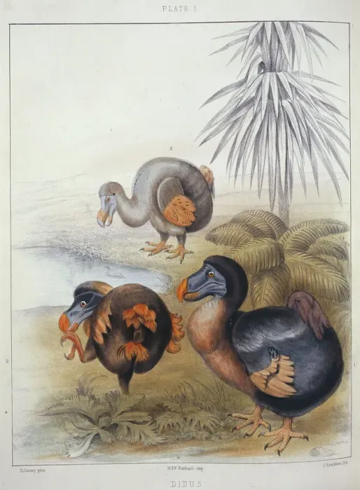 Gerahmter Druck : Raphus cucullatus, Dodo Gerahmter Druck : Raphus cucullatus, Dodo