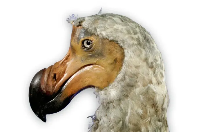 Gerahmter Druck : Raphus cucullatus, Dodo Gerahmter Druck : Raphus cucullatus, Dodo