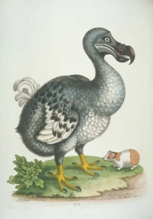 Gerahmter Druck : Raphus cucullatus, Dodo Gerahmter Druck : Raphus cucullatus, Dodo