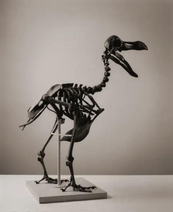 Gerahmter Druck : Raphus cucullatus, Dodo Gerahmter Druck : Raphus cucullatus, Dodo