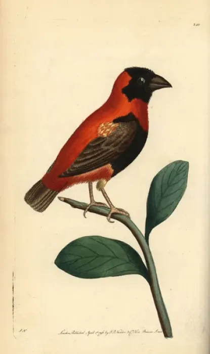 Gerahmter Druck : Rotes Episkopfenvogel, Euplectes orix Gerahmter Druck : Rotes Episkopfenvogel, Euplectes orix