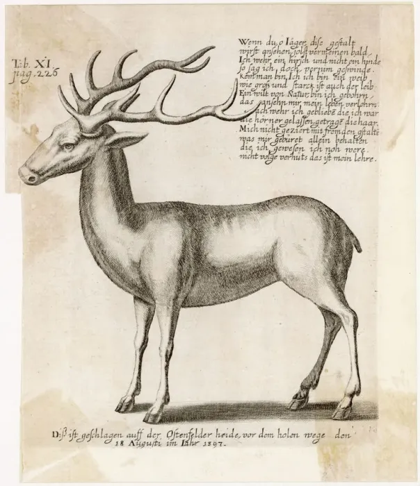 Gerahmter Druck : Rinder 1597