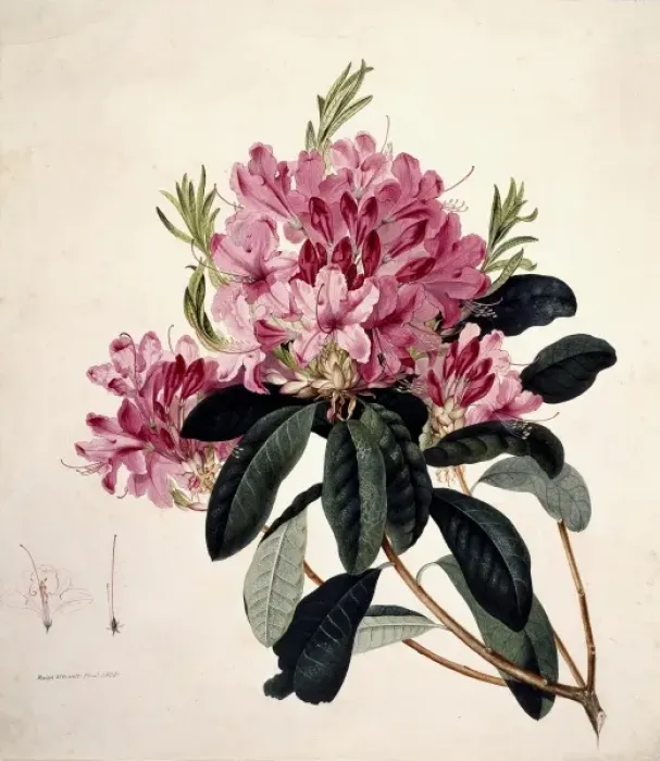 Gerahmter Druck : Rhododendron spezies Gerahmter Druck : Rhododendron spezies