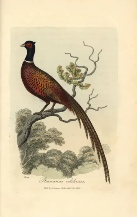 Gerahmter Druck : Rotkehlhuhn oder Common Pheasant (Phasianus colchicus)