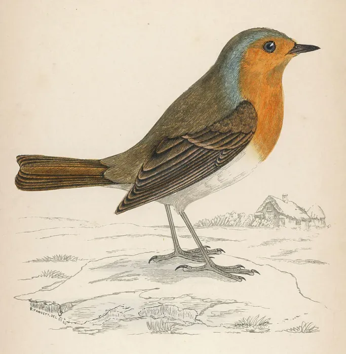 Gerahmter Druck : Robin (Morris) Gerahmter Druck : Robin (Morris)