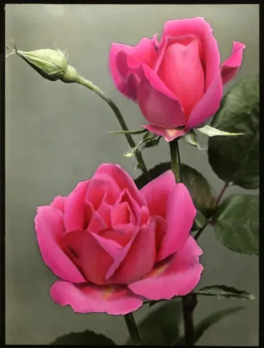 Gerahmter Druck : Rosa Vater Gerahmter Druck : Rosa Vater