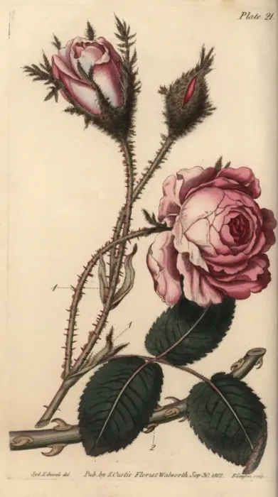 Gerahmter Druck : Rose, Centifolienrose Gerahmter Druck : Rose, Centifolienrose