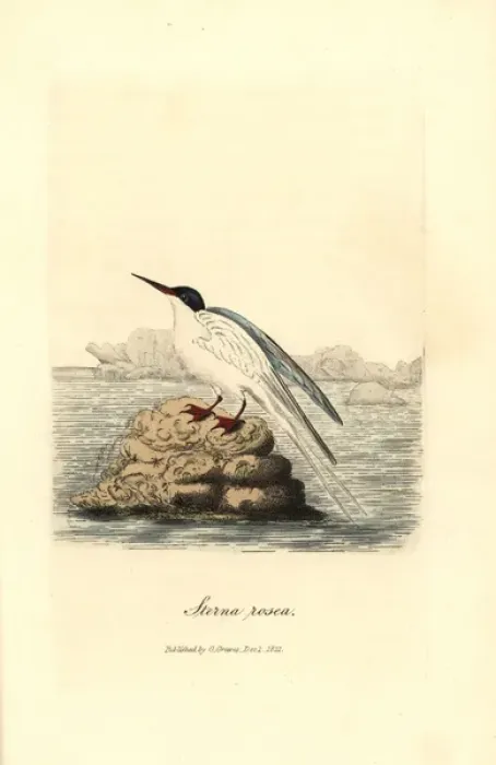 Gerahmter Druck : Rosatrauenseeschwalbe, Sterna dougallii Gerahmter Druck : Rosatrauenseeschwalbe, Sterna dougallii
