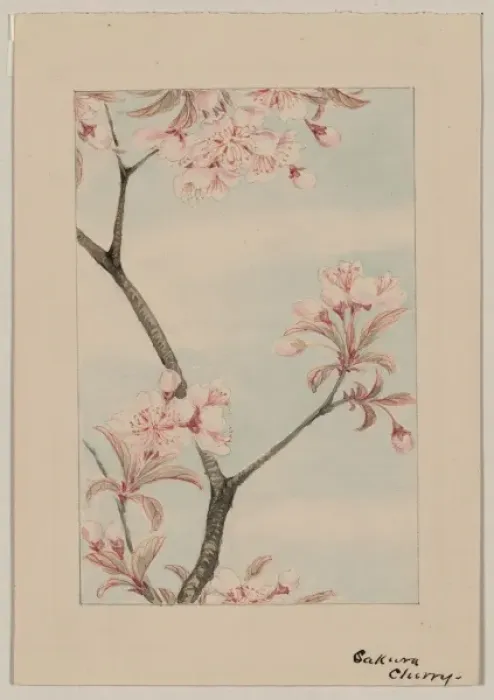 Gerahmter Druck : Sakura-Kirsch Gerahmter Druck : Sakura-Kirsch