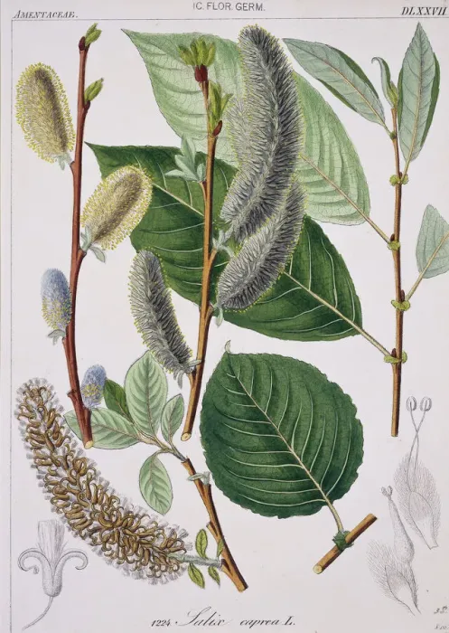 Gerahmter Druck : Salix kaprea, Eichhörnchenbaum Gerahmter Druck : Salix kaprea, Eichhörnchenbaum