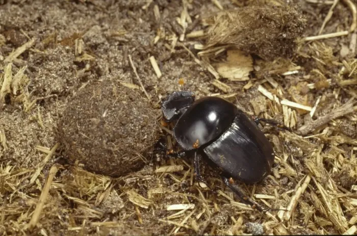 Gerahmter Druck : Scarabeus rusticus, Dungkäfer Gerahmter Druck : Scarabeus rusticus, Dungkäfer