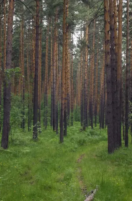 Gerahmter Druck : Schottischer Tannenwald Gerahmter Druck : Schottischer Tannenwald