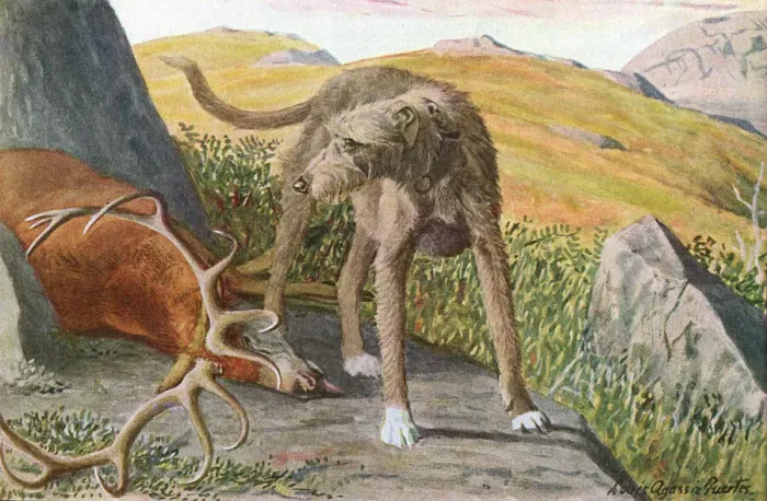 Gerahmter Druck : Schottischer Deerschweinhund Gerahmter Druck : Schottischer Deerschweinhund