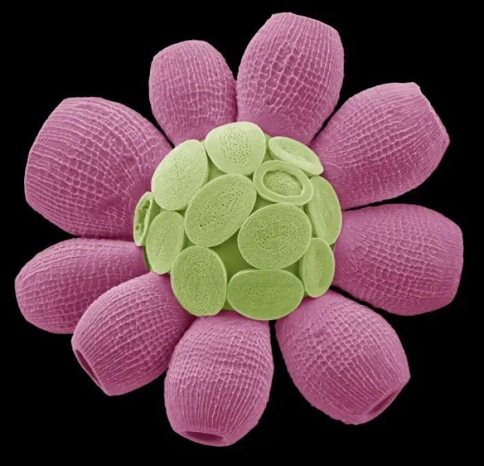 Gerahmter Druck : Scyphosphaera apsteinii Gerahmter Druck : Scyphosphaera apsteinii