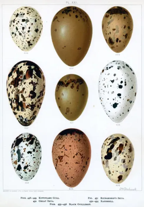 Gerahmter Druck : Vogel der Meere Eier Gerahmter Druck : Vogel der Meere Eier