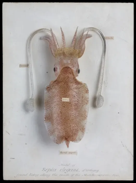 Gerahmter Druck : Squid (Cephalopoda) sind ein Teil der Klasse Ctenophora und werden auch als Sepia elegans bezeichnet. Sie haben einen langen Stiel mit einem Kopf am Ende und eine Vielzahl von Farben an ihren Tentakeln, die sich ändern können