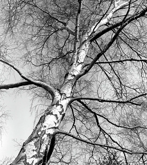 Gerahmter Druck : Ein Silberfarnbaum im Winter Gerahmter Druck : Ein Silberfarnbaum im Winter