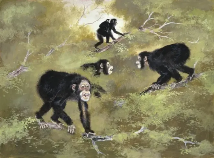 Gerahmter Druck : Sivapithecus indicus Gerahmter Druck : Sivapithecus indicus