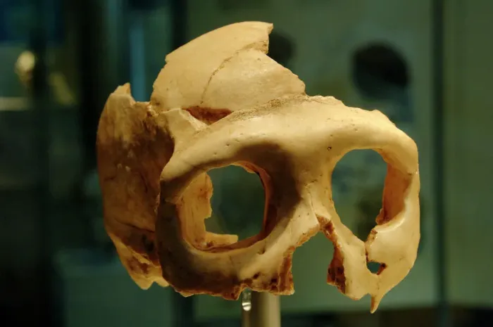 Gerahmter Druck : Schädel des Neandertalers (Homo neanderthalensis) Gerahmter Druck : Schädel des Neandertalers (Homo neanderthalensis)