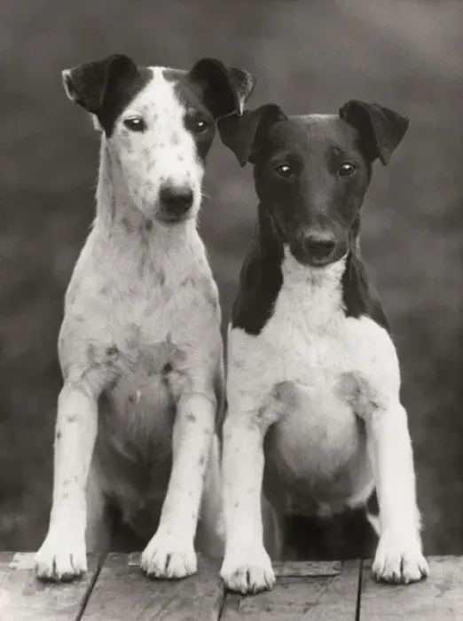 Gerahmter Druck : Rasierfuchs terrier Gerahmter Druck : Rasierfuchs terrier