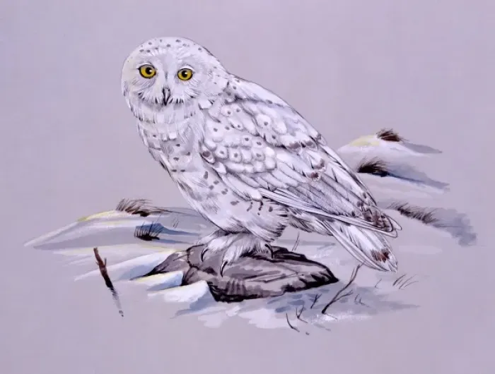 Gerahmter Druck : Schneehuhn Gerahmter Druck : Schneehuhn