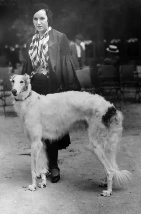 Gerahmter Druck : Spanischer Borzoi Gerahmter Druck : Spanischer Borzoi