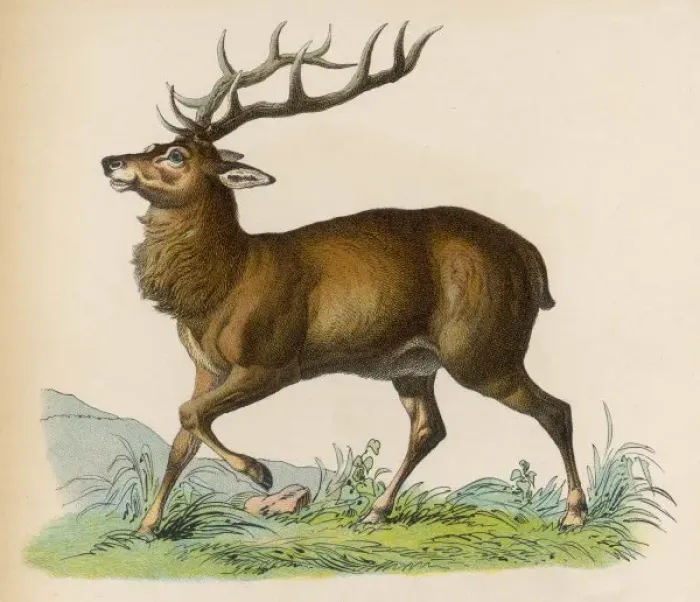Gerahmter Druck : STAG. Stag Gerahmter Druck : STAG. Stag