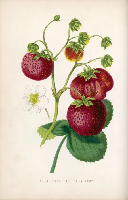 Gerahmter Druck : Erdbeere / 1871 Gerahmter Druck : Erdbeere / 1871