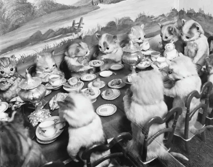 Gerahmter Druck : Gestümmelte Katzen Mittagessen Gerahmter Druck : Gestümmelte Katzen Mittagessen