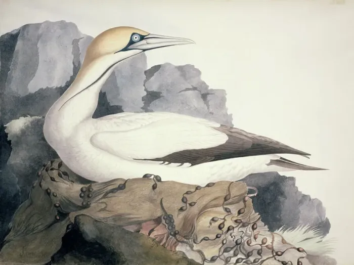 Gerahmter Druck : Sula capensis, Kapgansuiter
