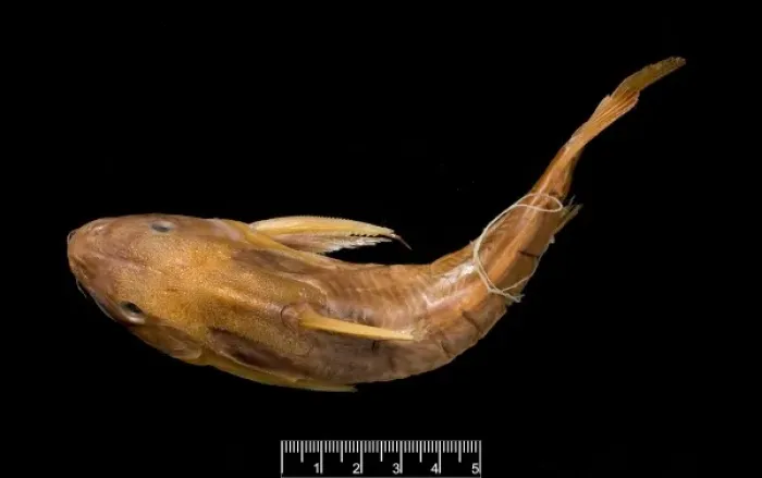 Gerahmter Druck : Synodontis maculipinnus, Katzefisch Gerahmter Druck : Synodontis maculipinnus, Katzefisch