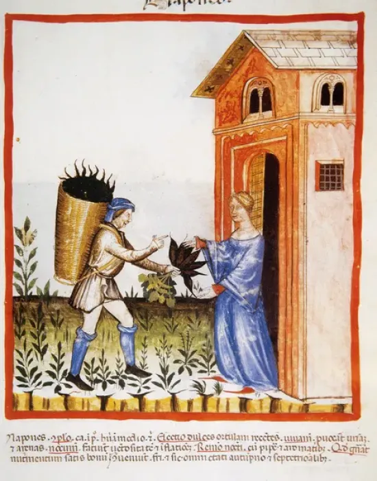Gerahmter Druck : Tacuinum Sanitatis, 14 Jahrhundert, Mittelalterliches Handbuch der Heilkunst