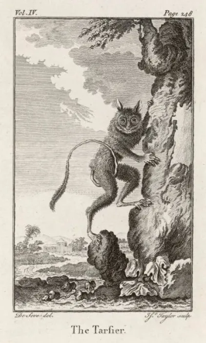 Gerahmter Druck : Tarsier - 2 Gerahmter Druck : Tarsier - 2