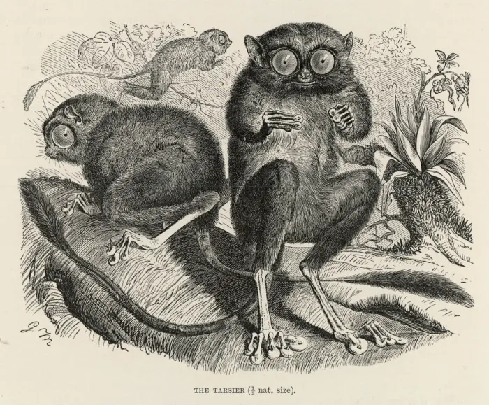 Gerahmter Druck : TARSIER. (Tarsiusrus bancaenus) Dies ist wahrscheinlich der West-Tarrier Gerahmter Druck : TARSIER. (Tarsiusrus bancaenus) Dies ist wahrscheinlich der West-Tarrier