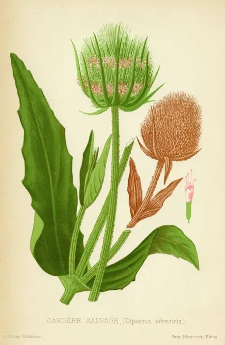 Gerahmter Druck : TEASEL. Teasel, wild carded Gerahmter Druck : TEASEL. Teasel, wild carded