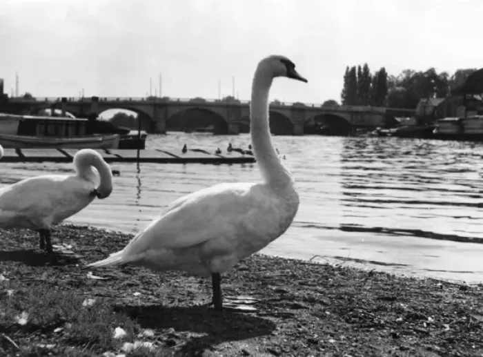 Gerahmter Druck : Thames-Schwanen Gerahmter Druck : Thames-Schwanen