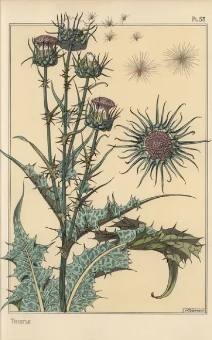 Gerahmter Druck : Botanische Studie der Thistle Gerahmter Druck : Botanische Studie der Thistle