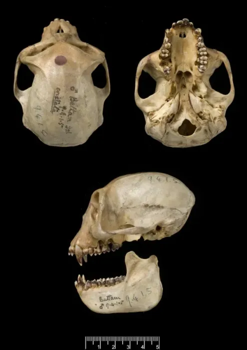 Gerahmter Druck : Trachypithecus cristatus Silberblätteraffe Gerahmter Druck : Trachypithecus cristatus Silberblätteraffe