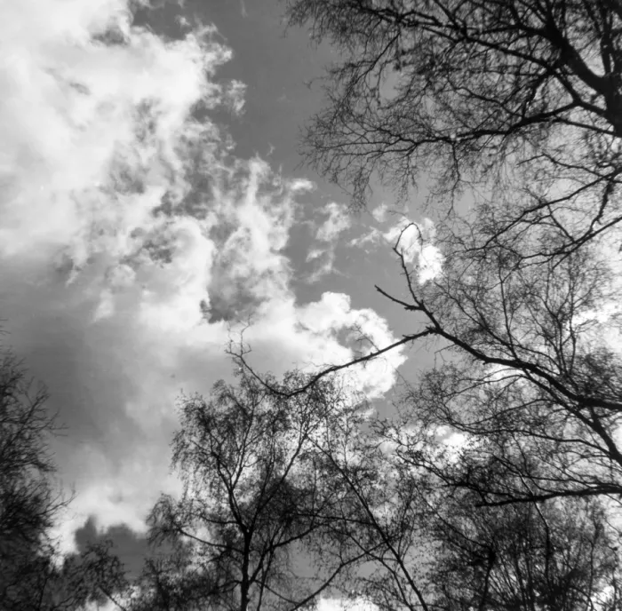 Gerahmter Druck : Bäume und Wolken