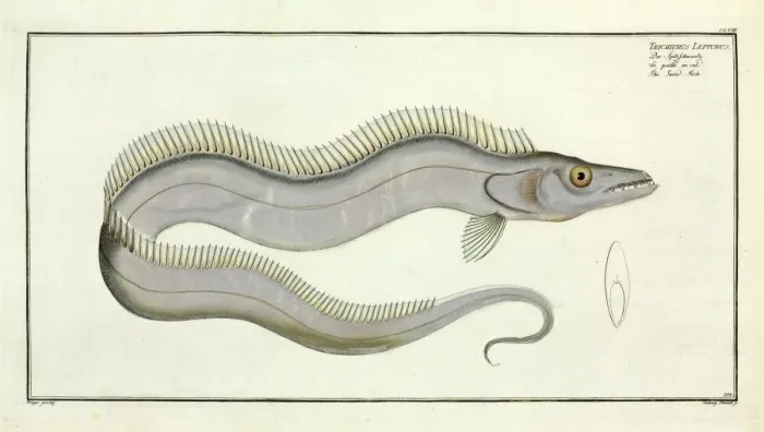 Gerahmter Druck : Ritterfisch (Trichiurus lepturus) oder Schwertfisch Gerahmter Druck : Ritterfisch (Trichiurus lepturus) oder Schwertfisch