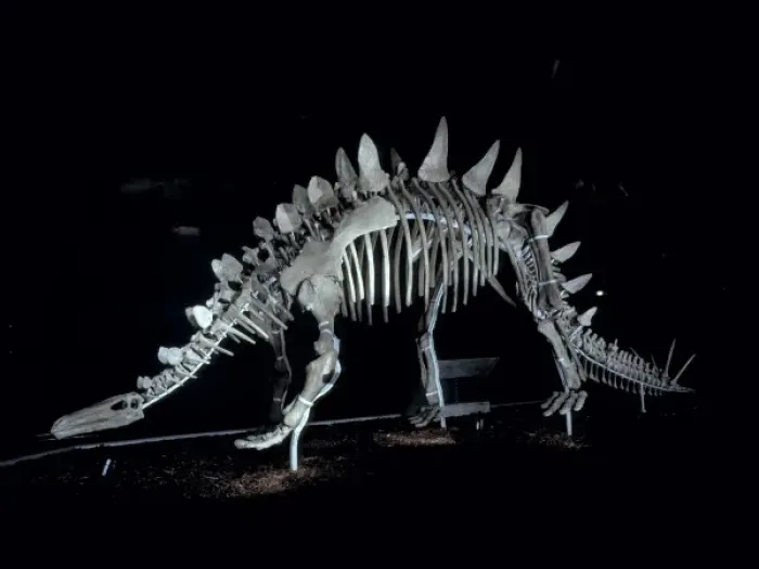 Gerahmter Druck : Tuojiangosaurus Gerahmter Druck : Tuojiangosaurus