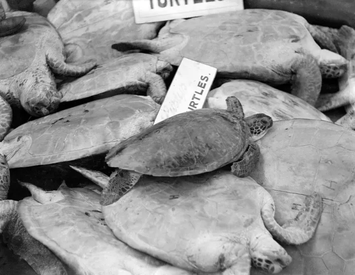 Gerahmter Druck : Turtens für Suppe Gerahmter Druck : Turtens für Suppe