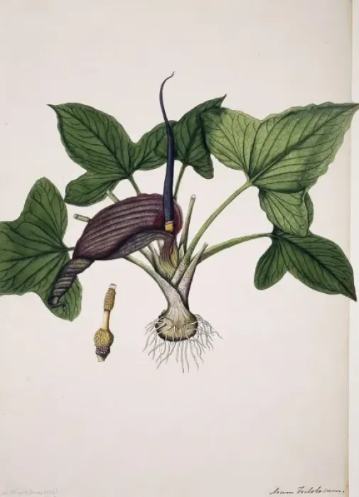 Gerahmter Druck : Roxburghs Typhonium Gerahmter Druck : Roxburghs Typhonium