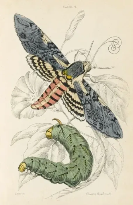 Gerahmter Druck : Einhornfledermaus Gerahmter Druck : Einhornfledermaus