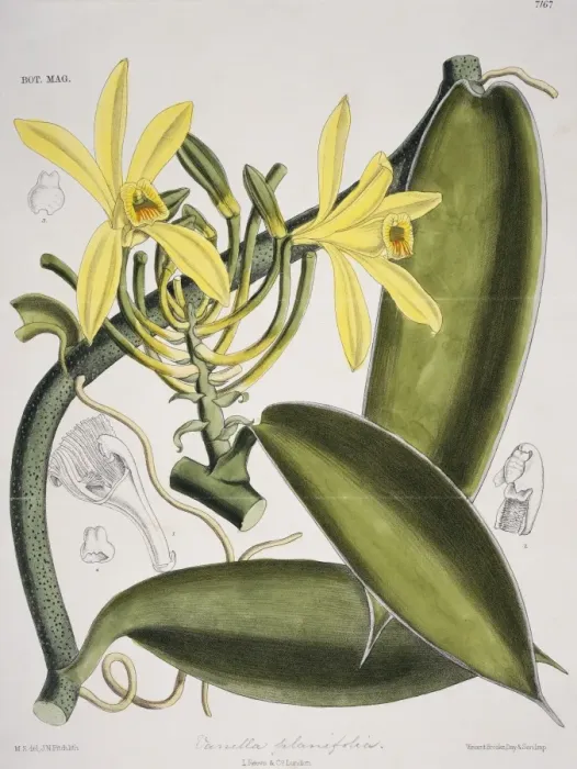 Gerahmter Druck : Vanilleplanifolia, Vanille Gerahmter Druck : Vanilleplanifolia, Vanille