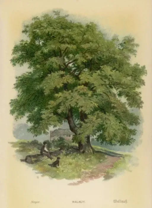 Gerahmter Druck : Walnut Tree Gerahmter Druck : Walnut Tree